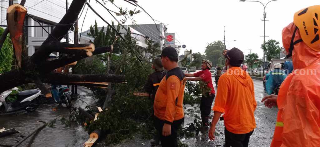 PLN Jember Kerahkan Tim Elite Pangkas 179 Pohon Membahayakan