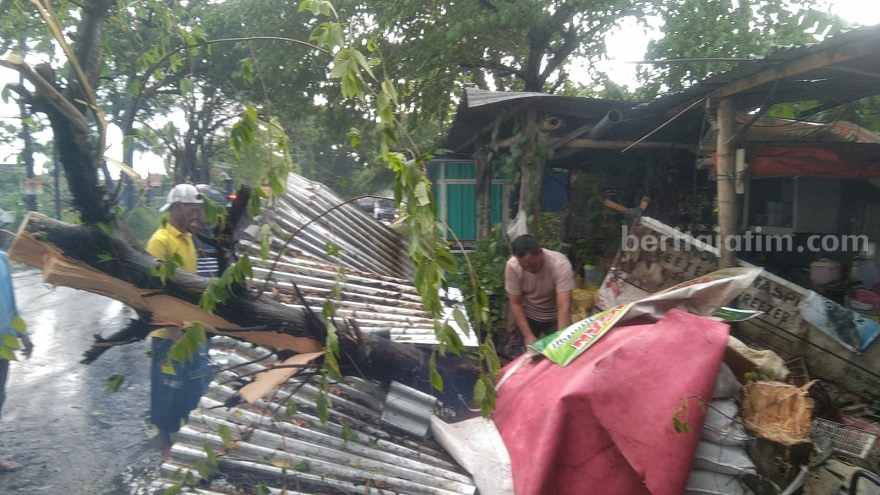 Hujan Disertai Angin Kencang, Pohon Tumbang Timpa Toko Buah di Takeran Magetan