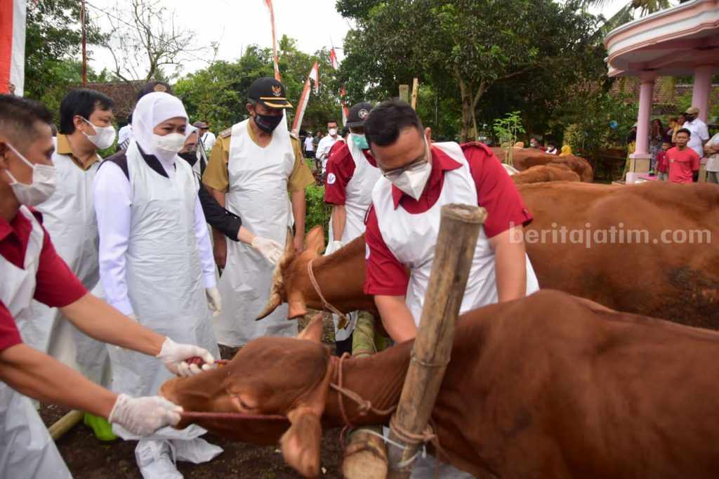 Warning Bagi Peternak Sapi, Khofifah: Waspadai Penyakit Baru LSD