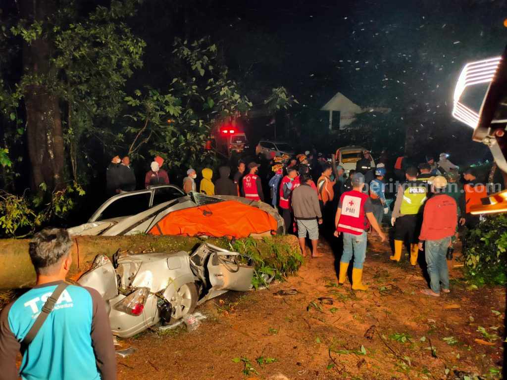 Pohon Tumbang Timpa 2 Mobil di Jalur Pacet-Cangar Mojokerto
