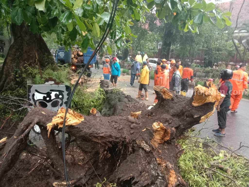 DLH Kota Malang Terima Ratusan Permintaan Tebang Pohon Rawan Tumbang