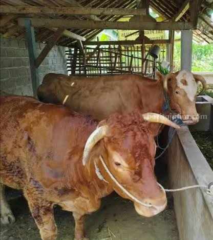 Bantuan Ganti Rugi Sapi Mati Akibat PMK Tunggu Pemerintah Pusat