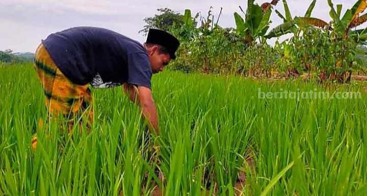 Pemkab Pamekasan Minta Masyarakat Proaktif Laporkan Pemilik Kios Pupuk Nakal