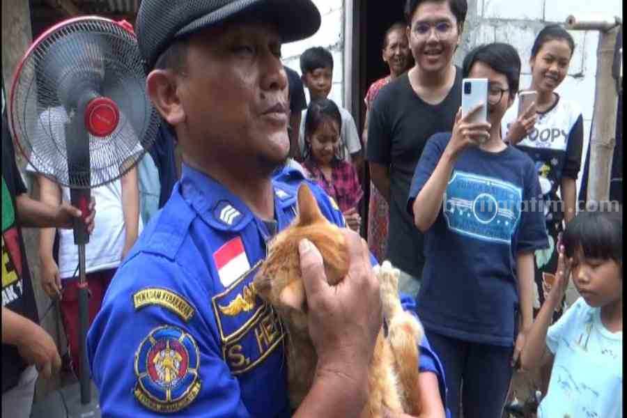 Cerita Damkar Ngawi Evakuasi Kucing Oranye Masuk Sumur, Mau Diselamatkan Malah Melawan