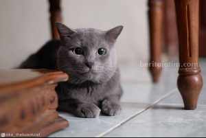 Mengenal Si Busok, Kucing Asli Madura yang Diakui Dunia