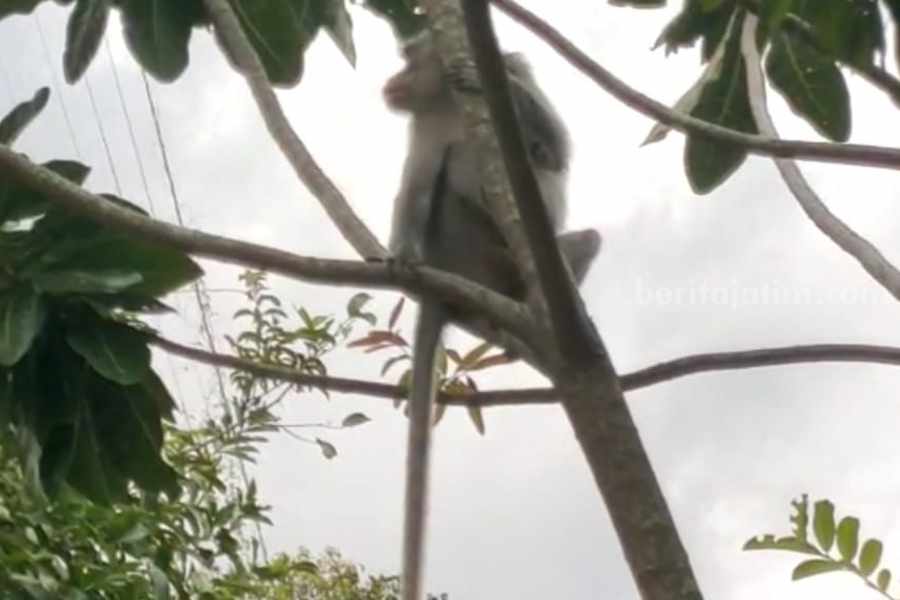 ilustrasi monyet liar