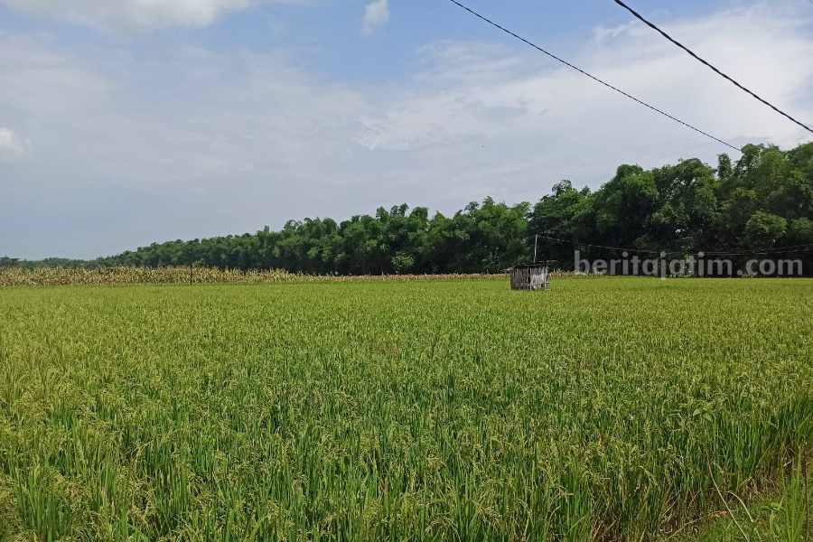 Beli Pupuk Bersubsidi, Petani Ponorogo Diminta Sertakan Titik Koordinat Lahan