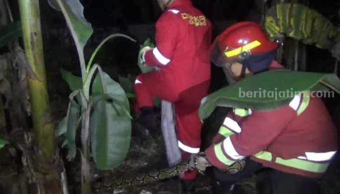 Malam Hari, Warga Jombang Diteror Ular Sanca Empat Meter