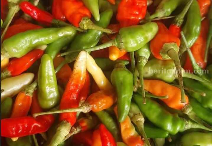Petani Cabai Rawit di Sampang Terpukul Anjloknya Harga Cabai