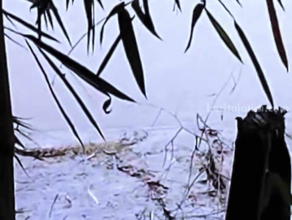 Video Penampakan Buaya di Bengawan Solo Wilayah Padangan Viral