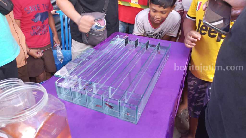Biasanya Adu Keindahan, Kali Ini Ikan Cupang di Pasuruan Diadu Kecepatan