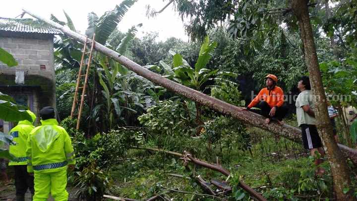 Selain Timpa Rumah, Pohon Tumbang Juga Tutup Jalan Kediri-Blitar