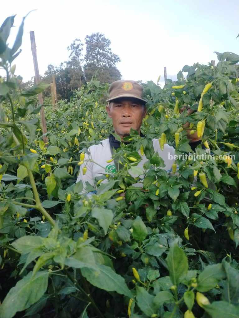 Petani Champion di Malang Diminta Ikut Kendalikan Harga Cabai Agar Stabil