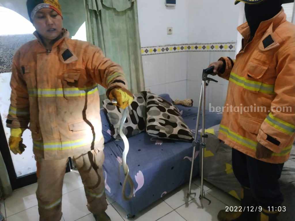 Ular Kobra Masuk ke Sofa Ruang Tamu Warga Driyorejo Gresik