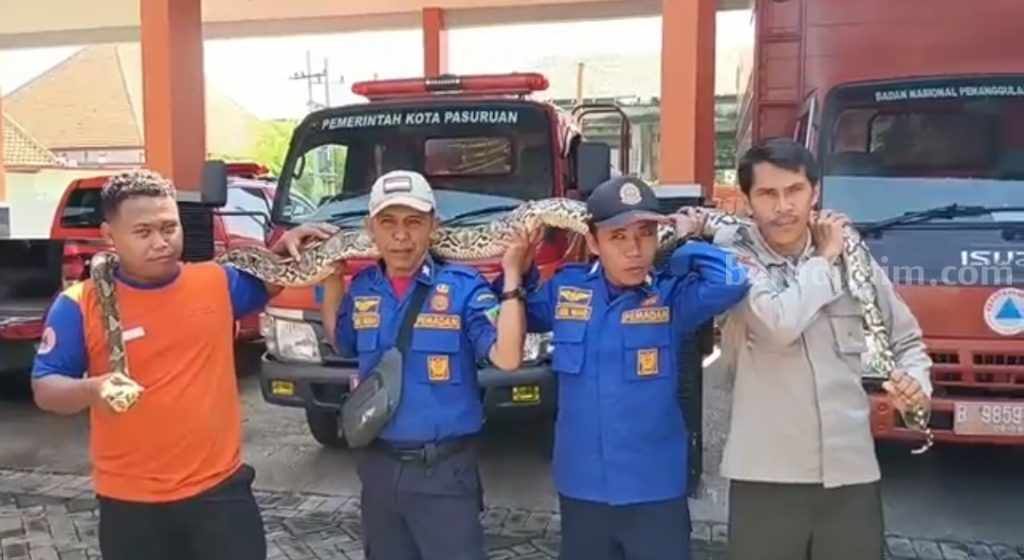 Ular Sanca 4 Meter Masuk Kandang Ayam di Kota Pasuruan