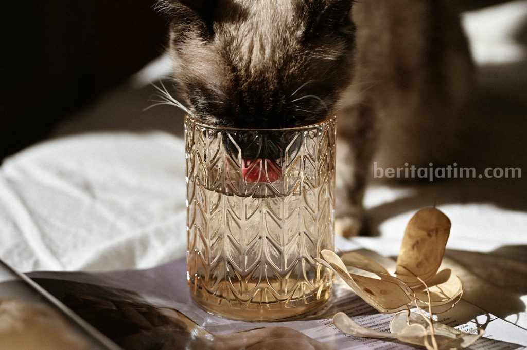 Mengapa Air Bekas Minum Kucing Tidak Najis? Ini Penjelasan Ilmiahnya