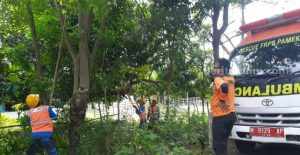 Cuaca Ekstrem di Pamekasan Akibatkan Pohon Tumbang dan Listrik Padam