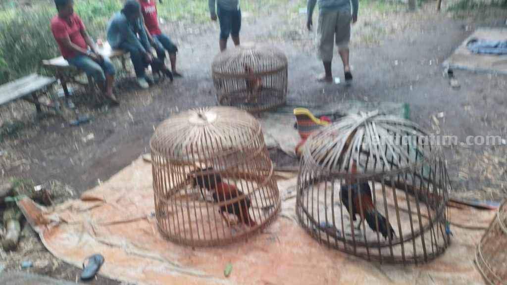 Judi Sabung Ayam di Mojokerto Dibubarkan, Polisi Amankan 3 Orang Penonton