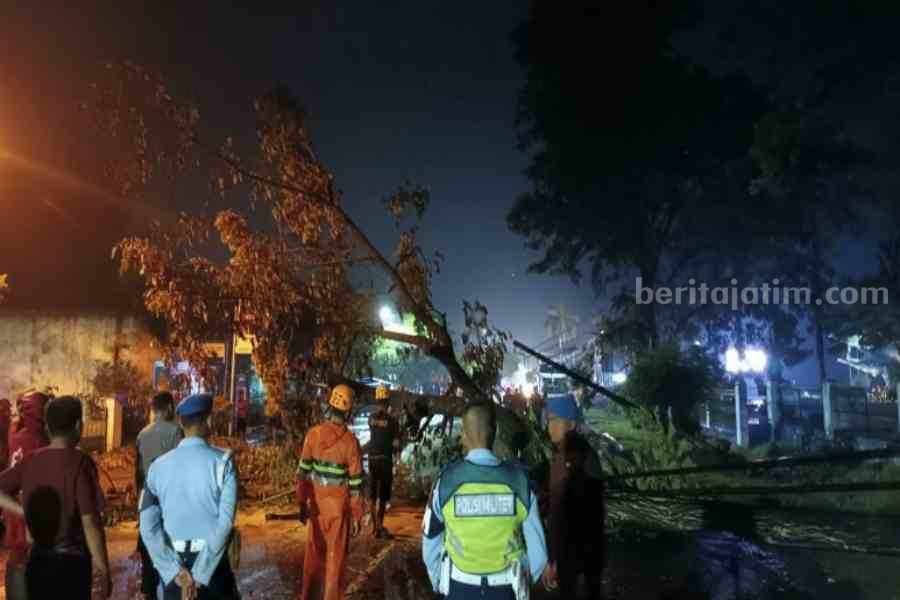Pohon Trembesi Tumbang Melintang Jalan Raya Maospati-Madiun, Arus Sempat Dialihkan