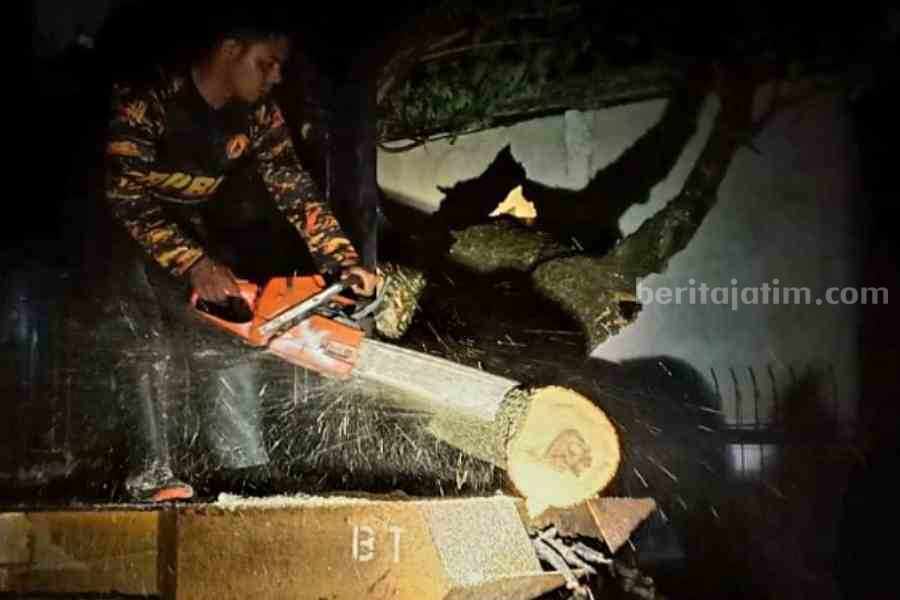 Dua Kali Pohon Tumbang di Jalan Raya Ngawi-Solo Timpa Truk Tronton