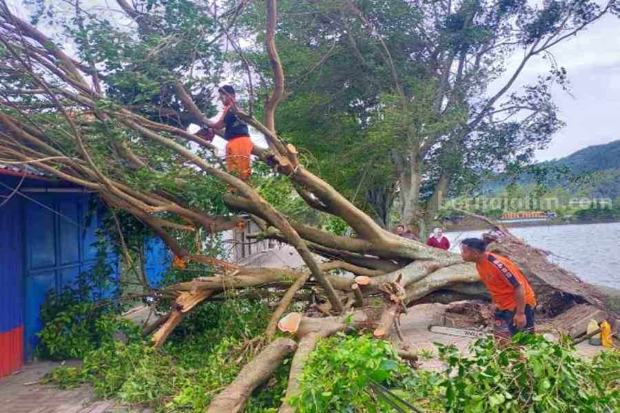 Pohon Tumbang Timpa Ruko Jajanan Kawasan Telaga Sarangan Magetan