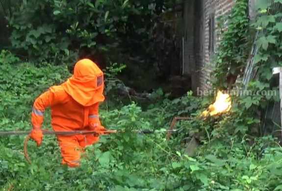 Bikin Resah, Petugas Damkar Jombang Bakar Sarang Tawon di Pemukiman Warga