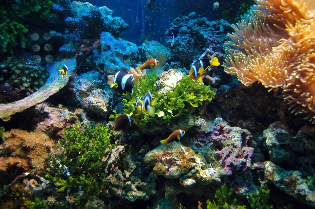 Akuarium Terbesar di Jerman Meledak, 1.500 Ikan Eksotis Tumpah Di Jalanan
