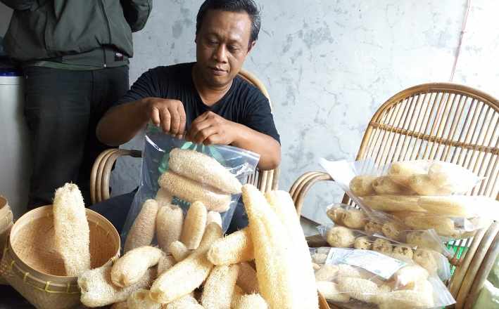 Ubah Gambas Sayur Jadi Spons Mandi Alami, Pria Jombang Hasilkan Cuan Jutaan Rupiah