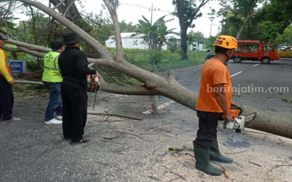 Pohon Tumbang di Jalan Raya Maospati-Magetan, Bikin Macet 1 Jam