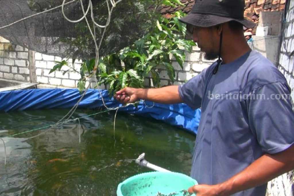 Kena PHK, Buruh Pabrik di Lamongan Ini Bangkit dan Sukses Budidaya Lele, Raup Rp 50 Juta Per Bulan