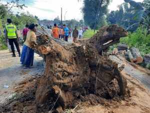 Pohon Asam Tumbang Melintang Jalan di Ganding Sumenep, Lalu Lintas Macet