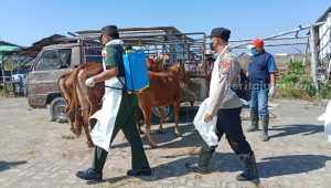 Ribuan Sapi di Sampang Belum Ber-Ear Tag