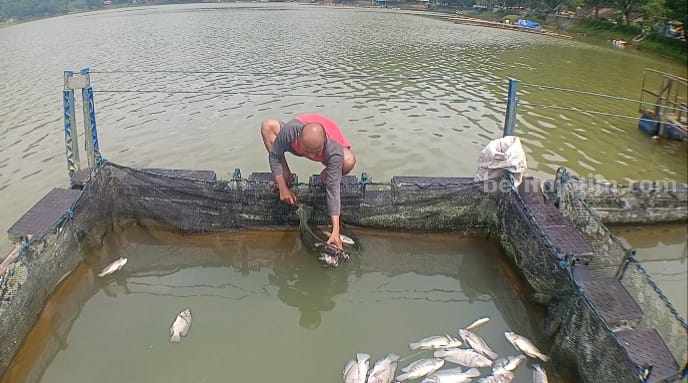 Fenomena Ribuan Ikan Mati di Telaga Ngebel, Ini Penjelasan Dipertahankan Ponorogo