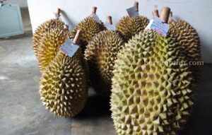 durian jombang