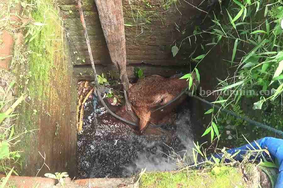 Sapi tercebur sumur di Blitar
