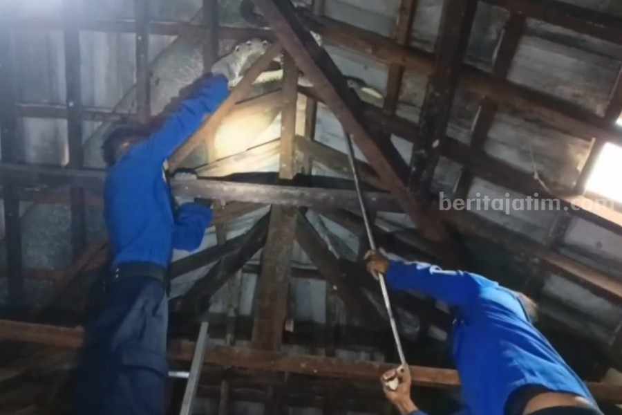 Damkar Lamongan evakuasi ular
