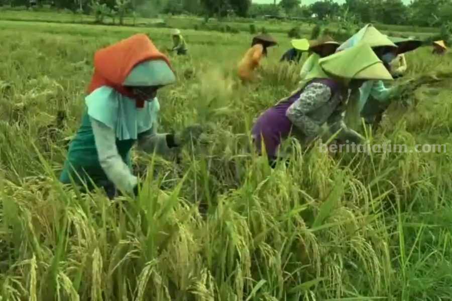 Petani Lamongan Ngeluh Jatah Pupuk Subsidi 2023 Dikurangi Petani Lamongan