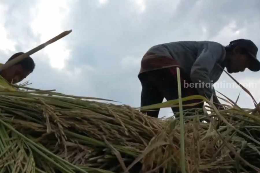 Petani Lamongan