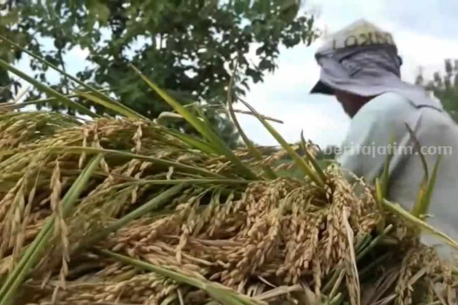 Petani Lamongan