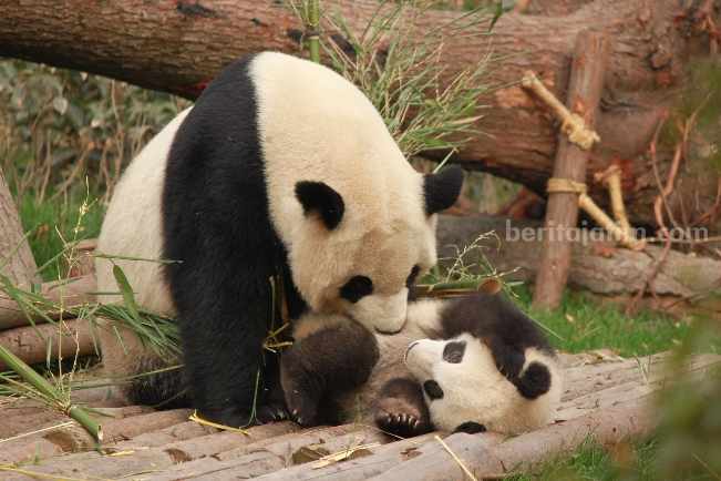 China Beri Gaji Ratusan Juta untuk Pekerjaan Memeluk Panda panda