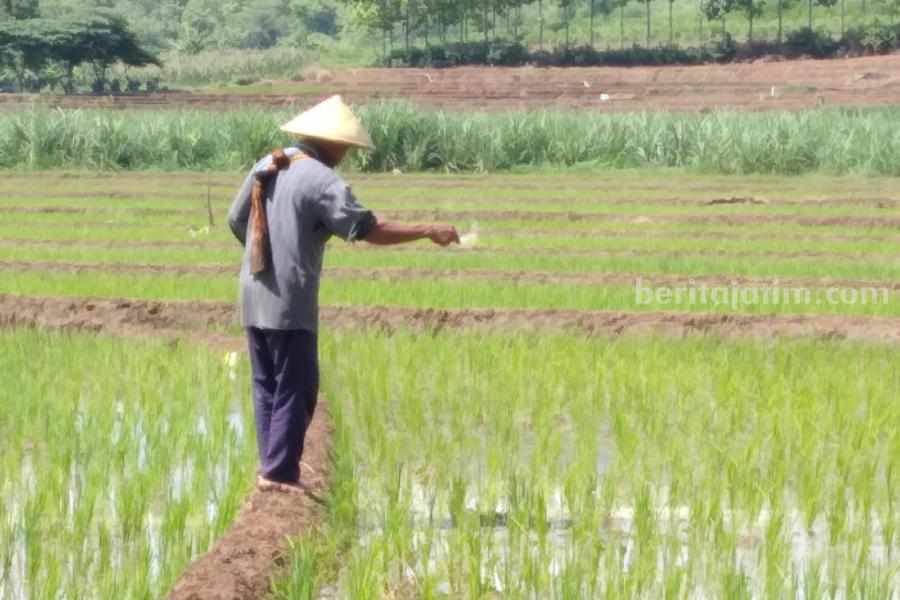 Petani Magetan Hanya Dapat Alokasi 2 Jenis Pupuk Subsidi Petani Magetan