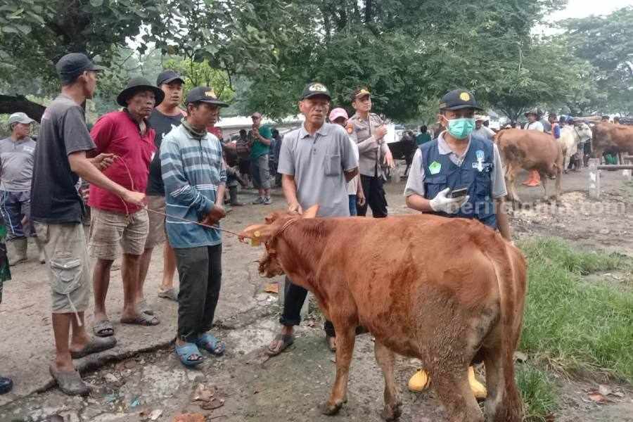 Sapi Ngawi
