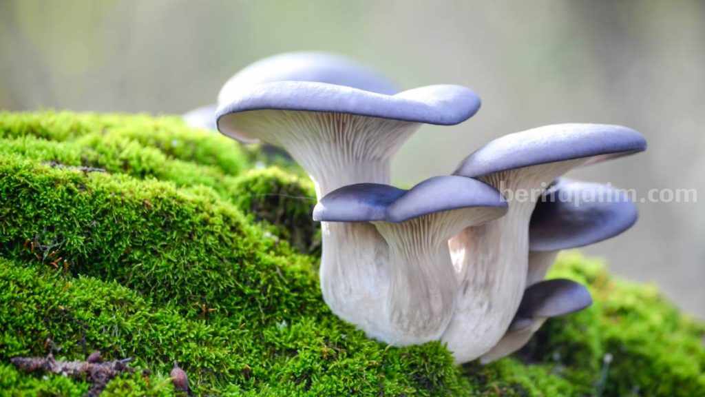 Jamur Ternyata Tumbuhan Cerdas dan Dapat Berbicara