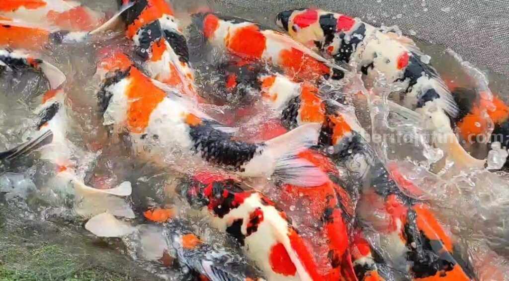 Kabar Baik, Beli Ikan Koi di Mbok Singgah Blitar Gratis Ongkir
