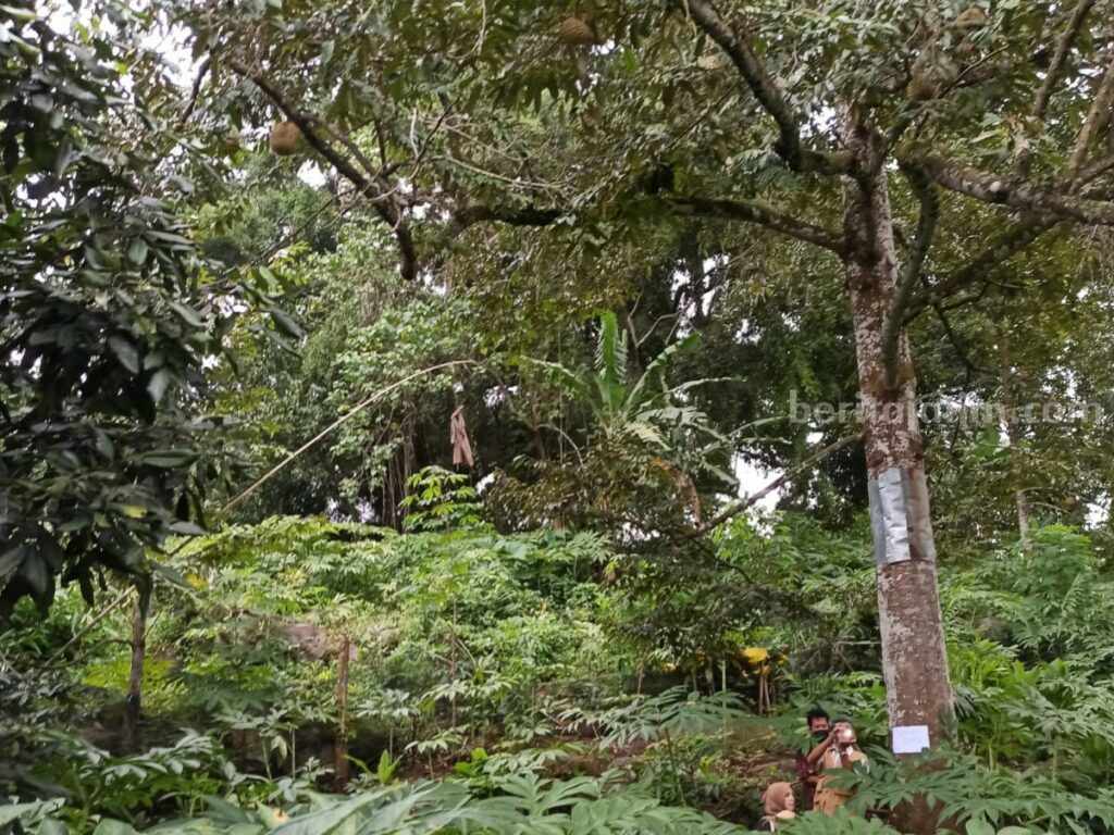Dua Varietas Durian Bojonegoro dapat Sertifikat Kementerian Pertanian RI