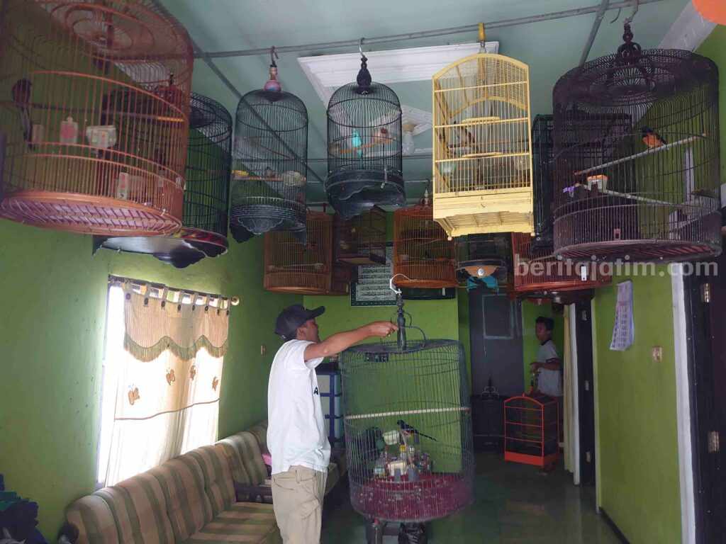 Sekolah Burung Bojonegoro, Lulusannya Langganan Juara Lomba