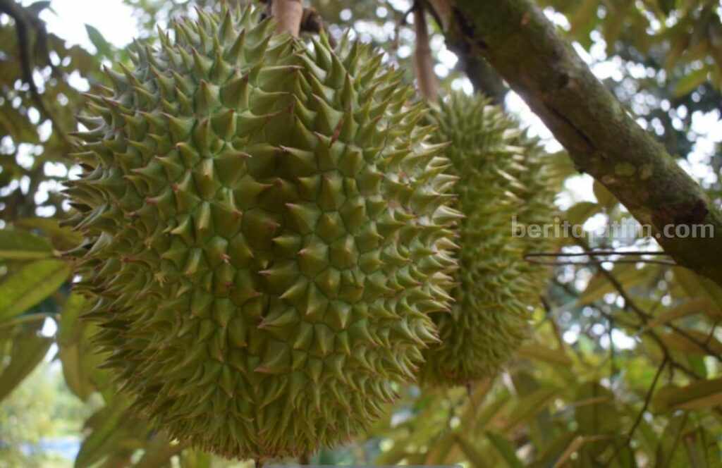 Durian Lamongan