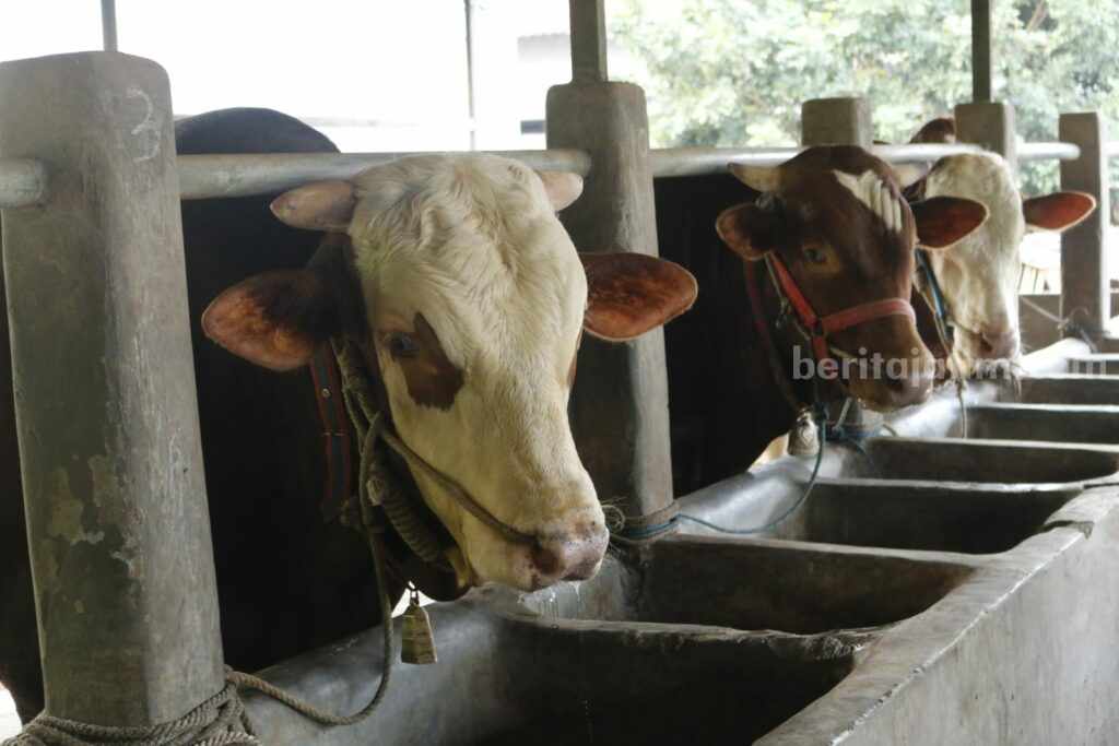Sapi ternak di Bangkalan (Foto: Zamachsari/beritajatim.com)