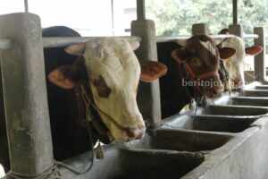 Jelang Idul Adha, Permintaan Sapi di Bangkalan Tinggi Hingga Kalimantan Sapi ternak di Bangkalan (Foto: Zamachsari/beritajatim.com)