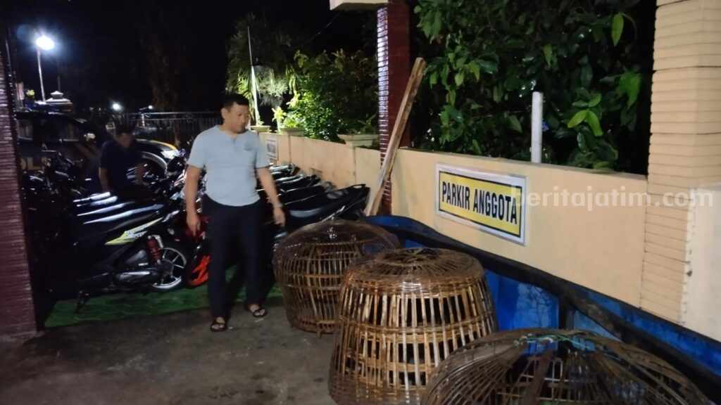 Sabung Ayam